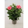 image HIBISCUS VENETIE ROE