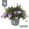 image CAMPANULE AMBELLA LAVENDER