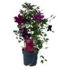 image CLEMATITE GARLAND ROUGE ARCEAU