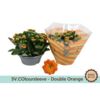 image KALANCHOE FL DBLE ORANGE COUPE