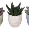 image SUCCULENTE CERAM
