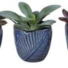 image SUCCULENTE CERAM