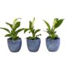 image SPATHIPHYLLUM CERAM