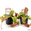 image NEPENTHES