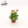 image DAHLIA ROYAL ROUGE