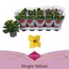 image KALANCHOE JAUNE