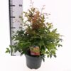 image NANDINA DOMESTICA