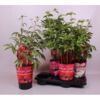 image PAEONIA PIVOINE VARIEE