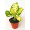 image DIEFFENBACHIA AMY