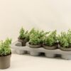 image FICUS PUMILA SUNNY