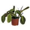 image MARANTA TRICOLOR