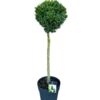 image BUXUS BOULE TIGE