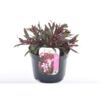 image GAURA GAUDI ROSE