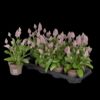 image PTILOTUS JOEY ROSE