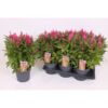 image CELOSIE KELOS FIRE PINK