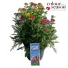 image ACHILLEA VARIE