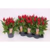 image CELOSIE KELOS FIRE RED