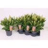 image CELOSIE KELOS FIRE LIME