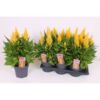 image CELOSIE KELOS FIRE JAUNE