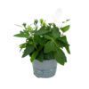 image PLATYCODON ASTRA BLANC
