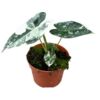 image ALOCASIA