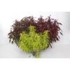 image COLEUS VARIE