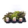image COLEUS VARIE