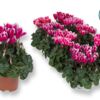 image CYCLAMEN FANTASIA