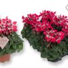 image CYCLAMEN SUPER SERIE DJIX ROUGE
