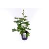 image DELPHINIUM DARK BLUE