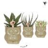 image SUCCULENTE CERAM HIBOU