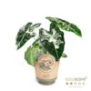 image ALOCASIA FRYDEK