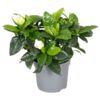 image GARDENIA