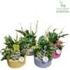 image COMPO 4 PLANTES CERAM