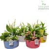 image COMPO 4 PLANTES CERAM