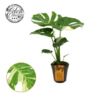 image PHILODENDRON MONSTERA PANACHE
