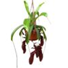 image NEPENTHES SUSP
