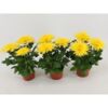 image DENDRANTHEMA 3PP ANASTASIA JAUNE