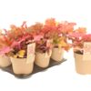 image HEUCHERA
