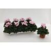 image CYCLAMEN VICTORIA BLANC ROSE