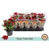 image CELOSIE TWISTED RED