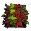 image COLEUS BLUMEI