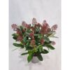 image SKIMMIA JAPONICA
