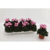 image CYCLAMEN METIS VICTORIA