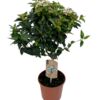 image VIBURNUM TINUS
