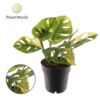 image PHILODENDRON MONSTERA PANACHE