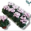image CYCLAMEN VICTORIA