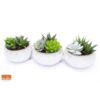 image SUCCULENTE X3 COUPE CERAM