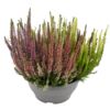 image ERICA CALLUNA MOSAIC COUPE