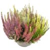image ERICA CALLUNA MOSAIC COUPE